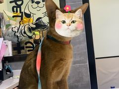 -美联众合宠物医院·爱萌分院·内外科·猫科中心