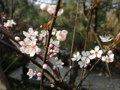 -西湖游船