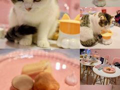 -三花喵·撸猫购宠·宠物生活馆(虹桥南丰城店)