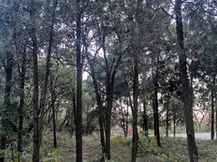 -北京西山国家森林公园