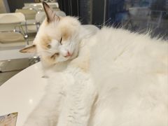 -怪兽屋·羊驼·猫咖·狗咖(俊华广场店)