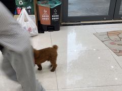 -瑞鹏宠物医院犬猫全科(真大分院)