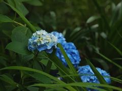-上海滨江森林公园