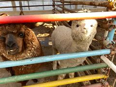 -南宫五洲植物乐园