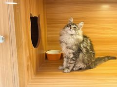 -猫十亿·布偶金渐层·曼基康矮脚猫舍(青年路店)