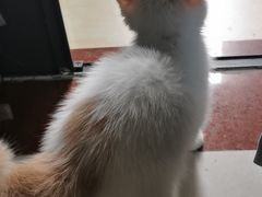 -lincat·猫舍(广州店)