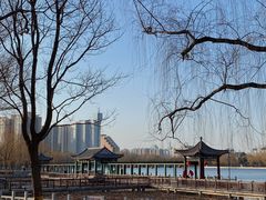 -莲花池公园
