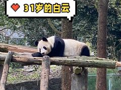 -都江堰中华大熊猫苑