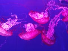 -海合安武汉极地海洋公园
