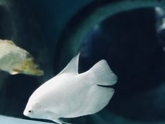 -苏州海洋馆