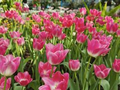 -石家庄市植物园