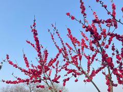 -大蜀山国家森林公园