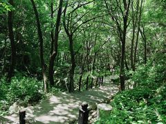 -王顺山国家森林公园
