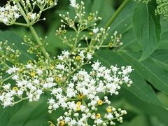 -上海滨江森林公园