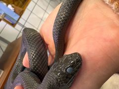 -吉丁鸟咖·异宠·寄养