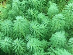 -南山植物园
