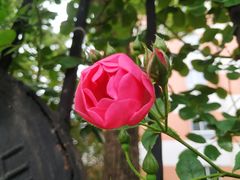 -上海市控江中学