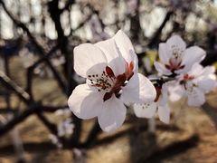 -永定河休闲森林公园
