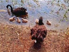 -西山漾湿地公园