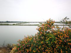 -大湾区中央湿地公园-十九涌