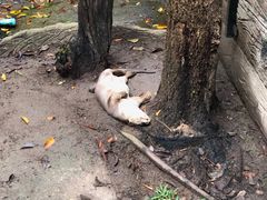 -清迈夜间动物园