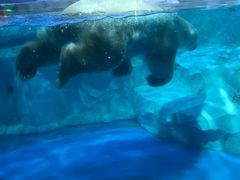 -芜湖新华联大白鲸海洋公园