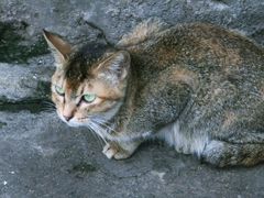 -乌桥老牌猪血汤