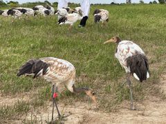 -盐城丹顶鹤湿地生态旅游区