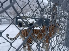 -横道河子东北虎林园