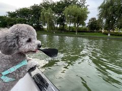 -翊宠yipet猫狗购宠庄园犬舍•猫舍