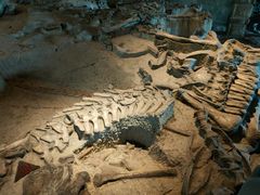 -自贡恐龙博物馆