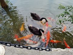 -深圳东部华侨城茵特拉根酒店