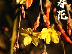 -国家植物园