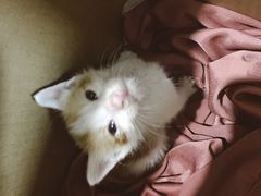 -爱妮康宠物医院·干细胞免疫细胞·肿瘤·心脏(张江店)