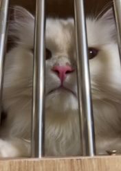 -米莱摄影写真(五大道别墅店)