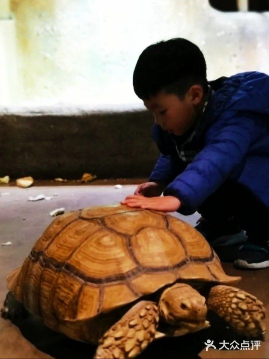 2020年的暑假跟我一起来看小萌宠吧！