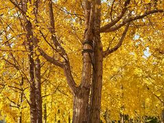 -重庆市江北嘴中央商务区中央公园