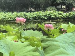 -陈家山荷花公园