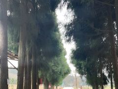 -武陵山森林公园