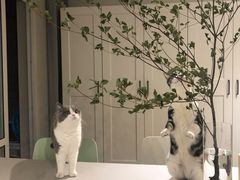 -猫大福·Fortune Cat猫舍(百子湾店)