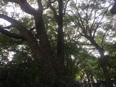 -上海佘山国家森林公园西佘山园