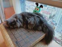 -Sweet cat·星愿猫咖(国贸大厦店)