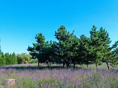 -羊亭河湿地公园