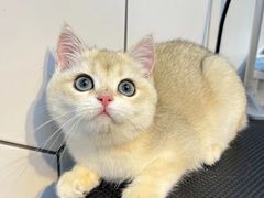 -萌兽医馆·眼科·异宠专科(三里屯店)