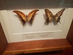 -墨尔本博物馆(Melbourne Museum)