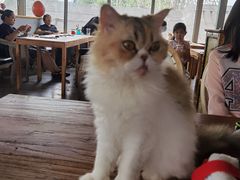 -猫小院猫主题咖啡厅(北锣店)