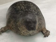 -大阪海游馆