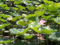 -荔湾湖公园