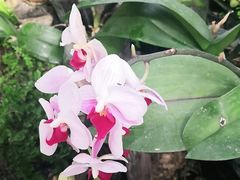 -北京植物园-展览温室