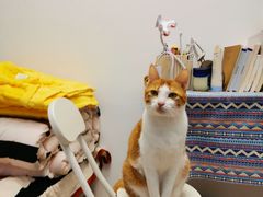 -创凡宠物医院·骨专科  猫科中心(西乡分院)
